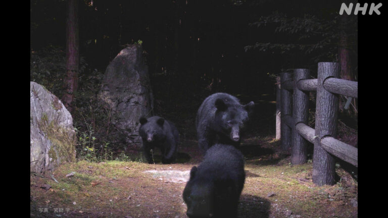 森のたんてい＃2_告知用_6 ロゴあり